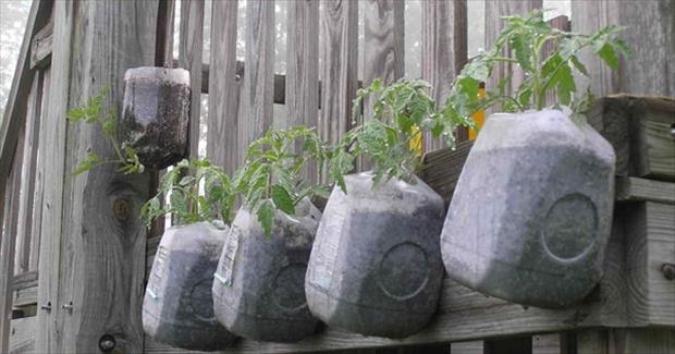 milk-jug-garden