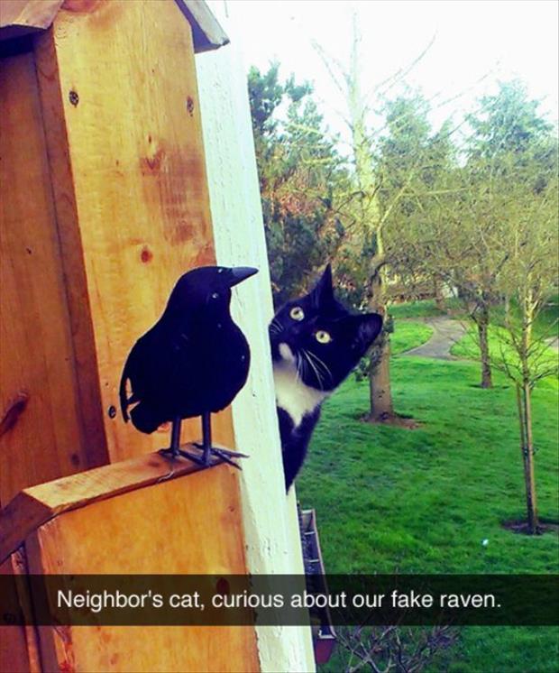 neighbors cat