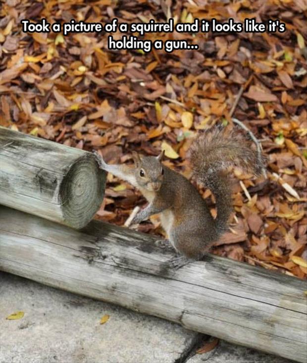 squirrels with guns