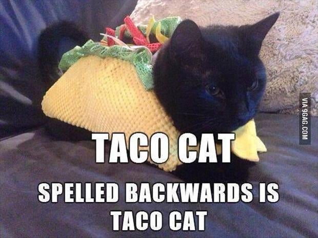 taco cat