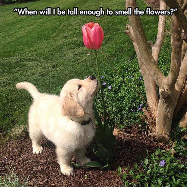 tall enough to smell the flowers