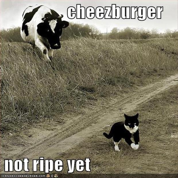 the cat wants cheezeburgers