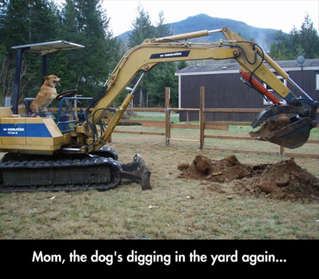 the dog is digging in the backyard again