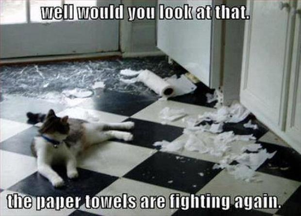 the paper towels are fighting again