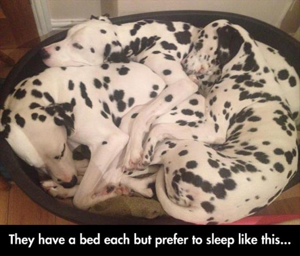 they each have a bed