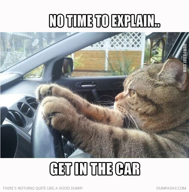Cat driving no time to explain