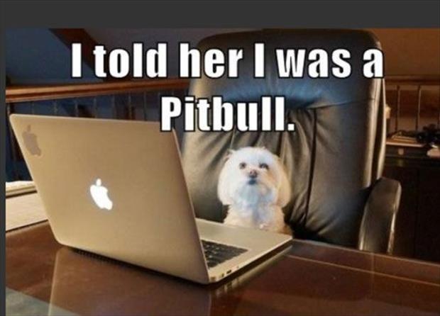 I told her i was a pitbull