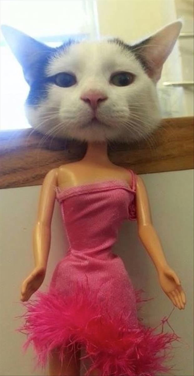 24 Cats Who Are Trying To Bring Sexy Back 