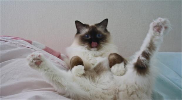 a funny sexy cats (19)