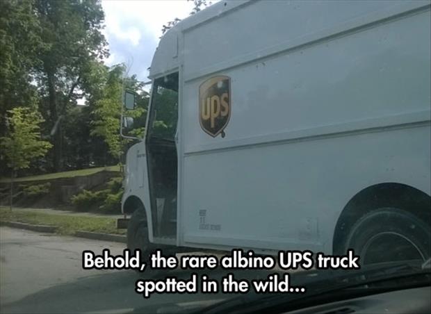 albino ups truck