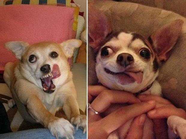 animals that look like miley cyrus (19)