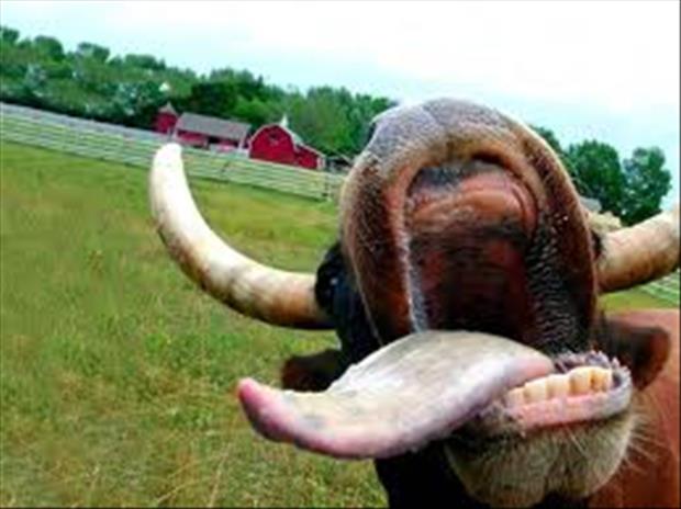 animals that look like miley cyrus (4)