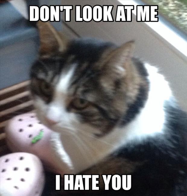cats hate you (4)