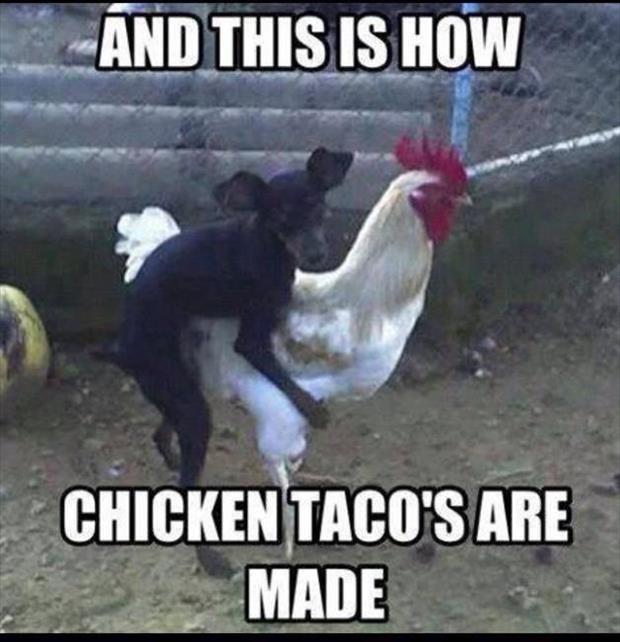 chicken tacos