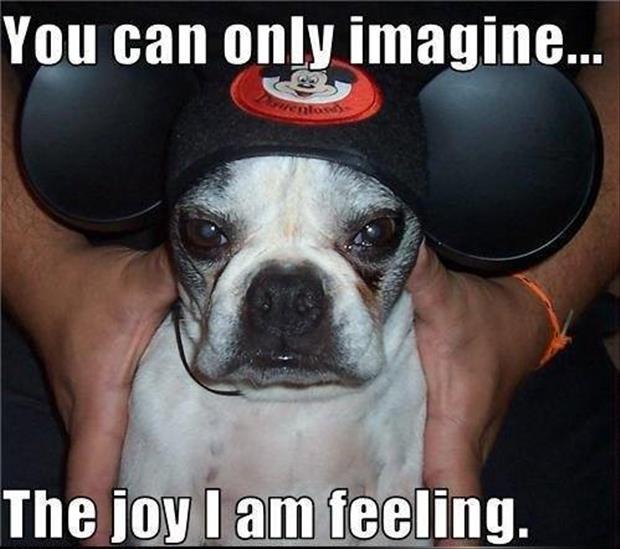doggy joy