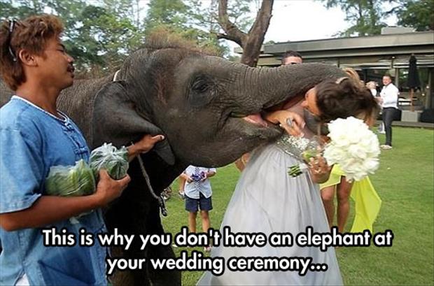 elephant at the wedding