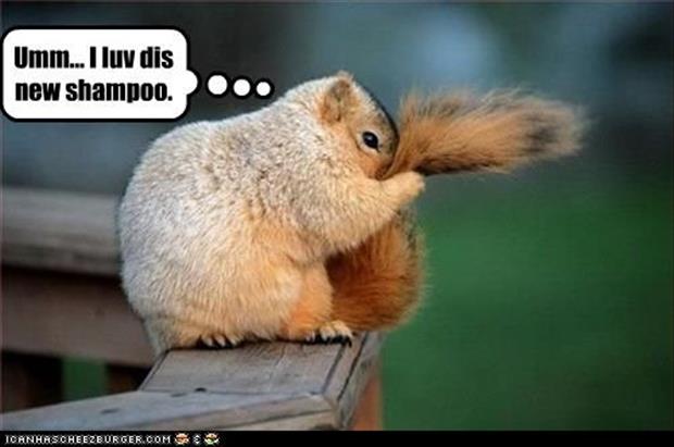 funny animals (1)