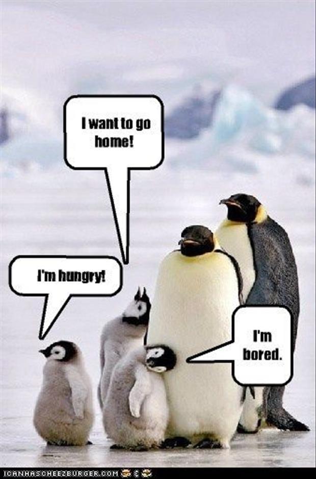 funny animals (26)