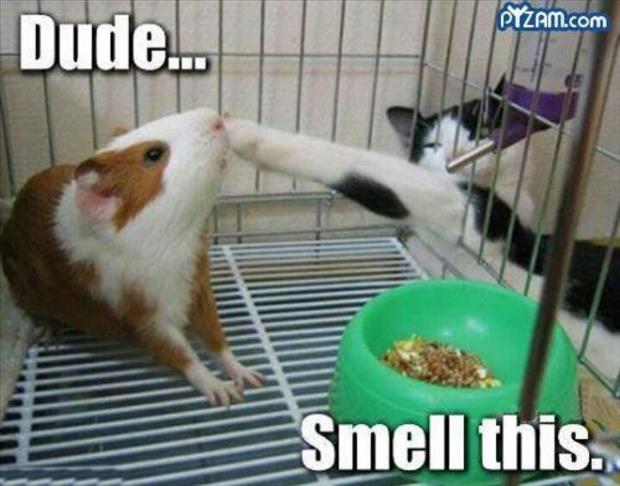 funny animals (3)