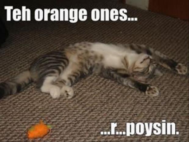 funny cat poison