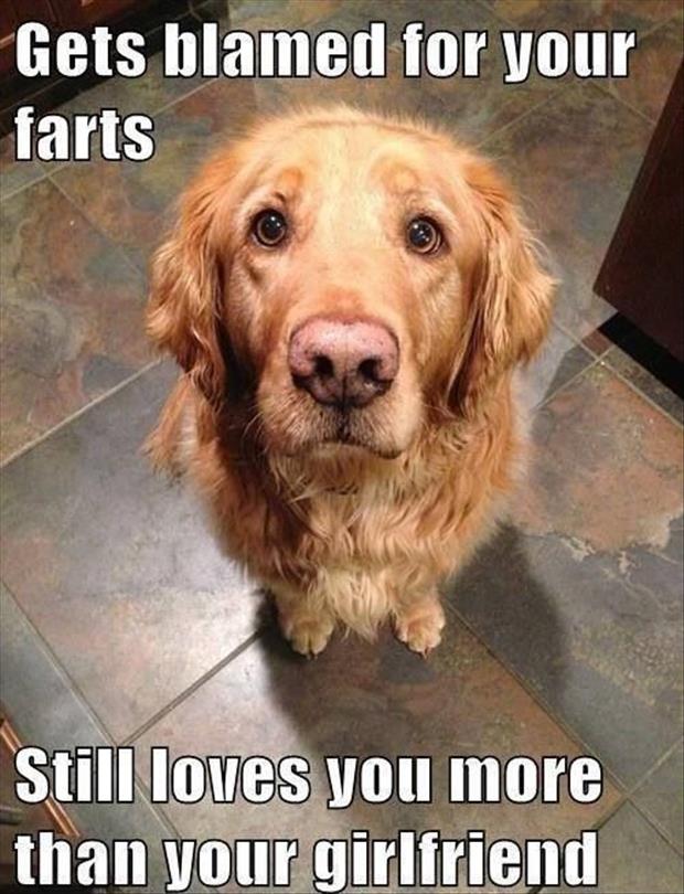 funny dogs (30)