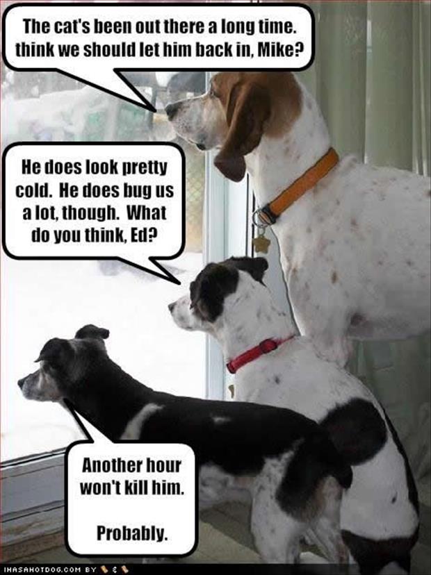 funny dogs (6)