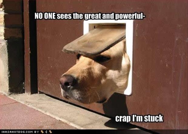 funny dogs (9)