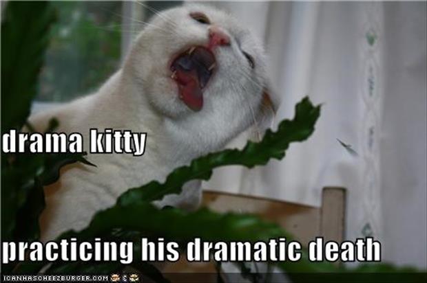 funny dramatic animals (1)