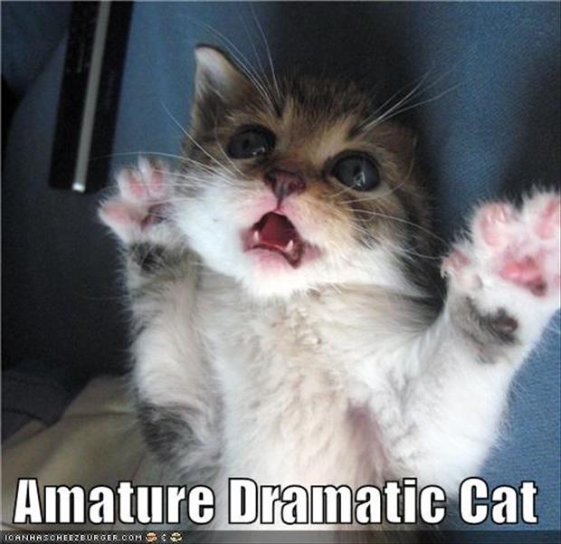 funny dramatic animals (8)