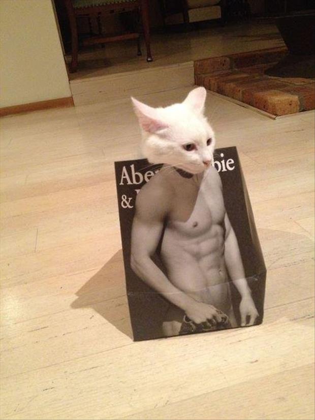 funny sexy cats (11)