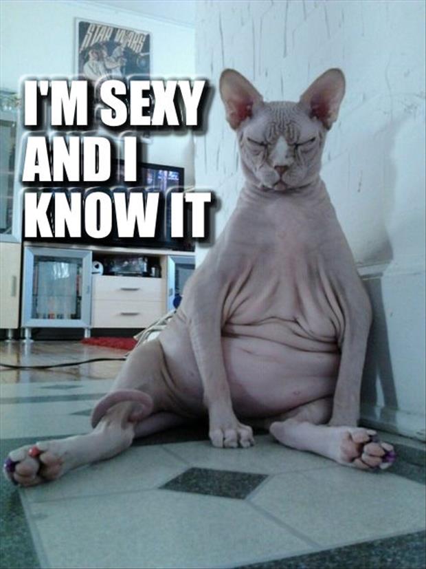 funny sexy cats (12)