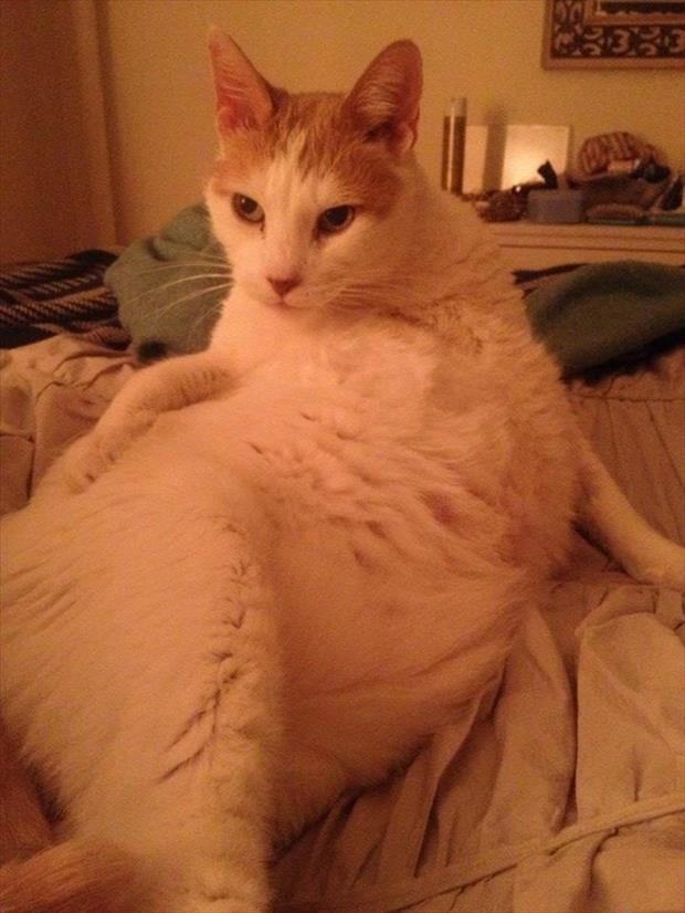 funny sexy cats (17)