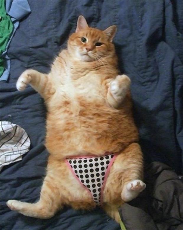 funny sexy cats (2)