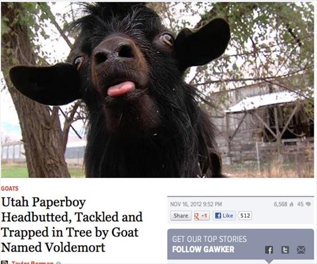 goat attacks