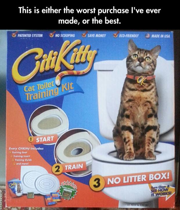 how to train your cat to use the toilet