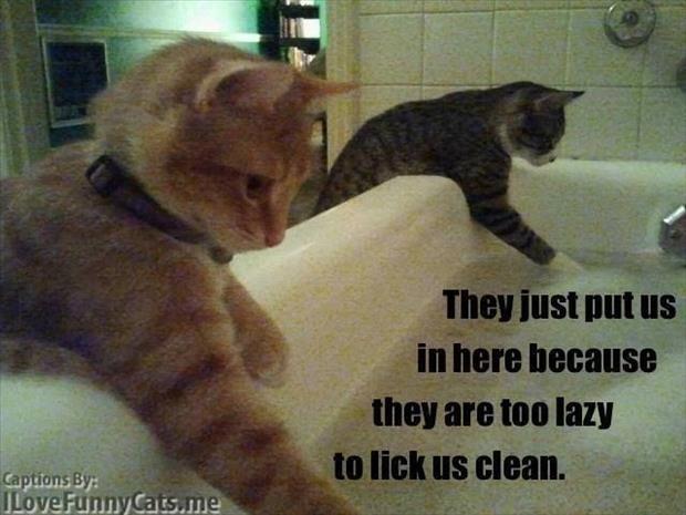 lazy people licking