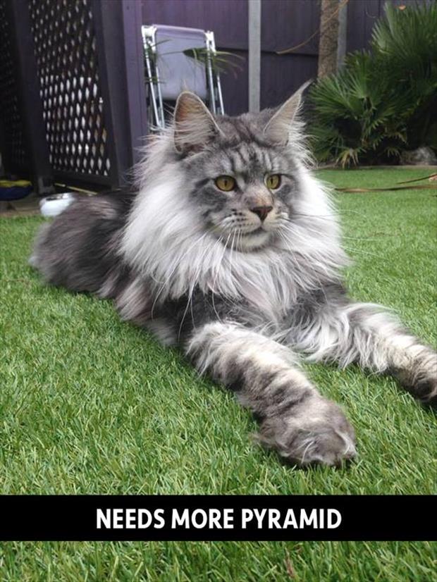 majestic cat