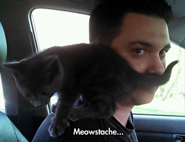 meow stache