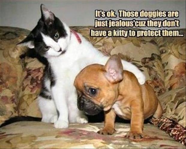 protecting kitty