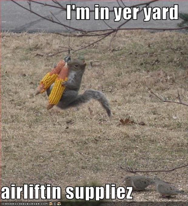 squirrel in the yard