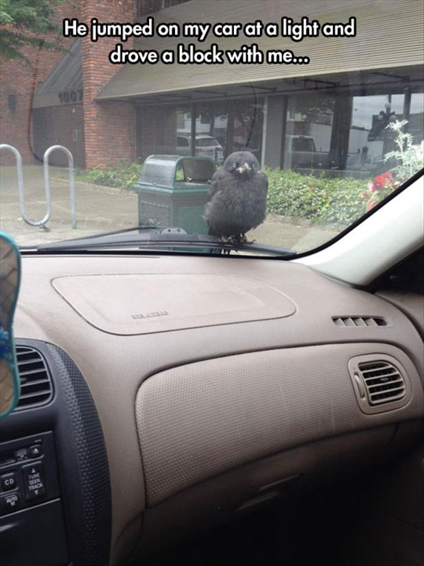 the bird on a car