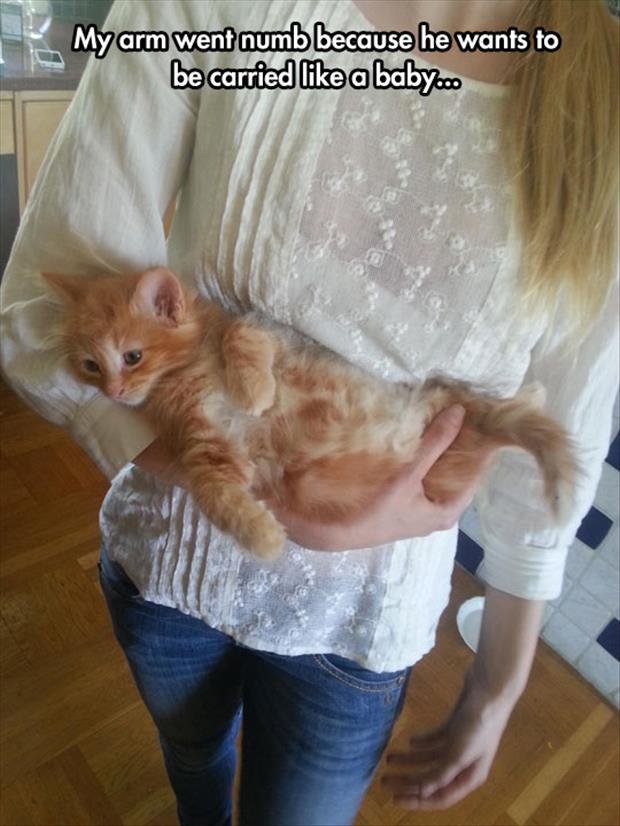 the cat likes to be carried like a baby