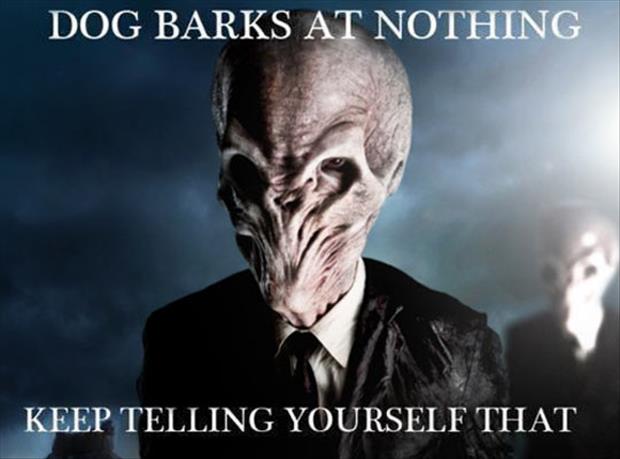 the dog barks at nothing