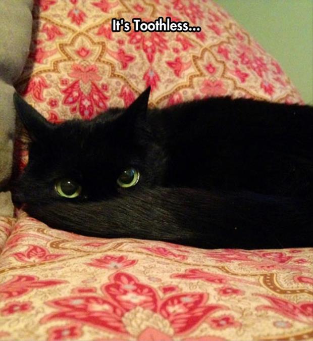 toothless