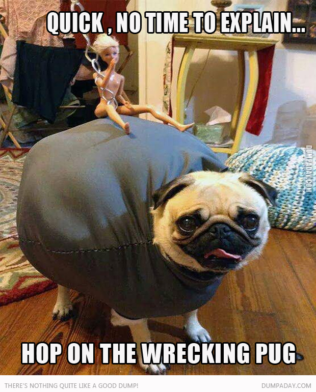 wrecking pug no time to explain