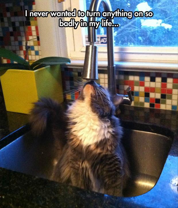 a cat near the sink