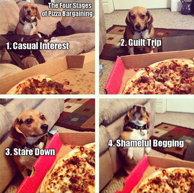 a dog begging for pizza