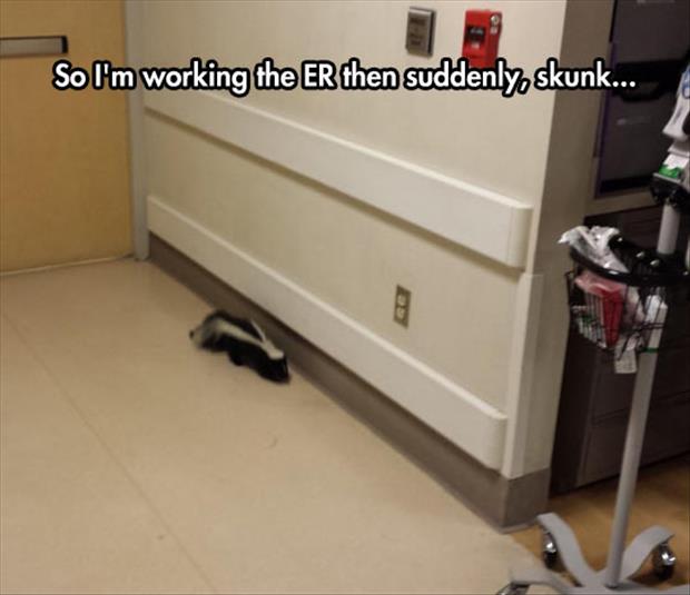 a skunk in the er