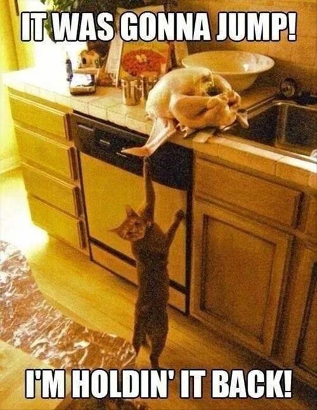 animals caught red handed (13)