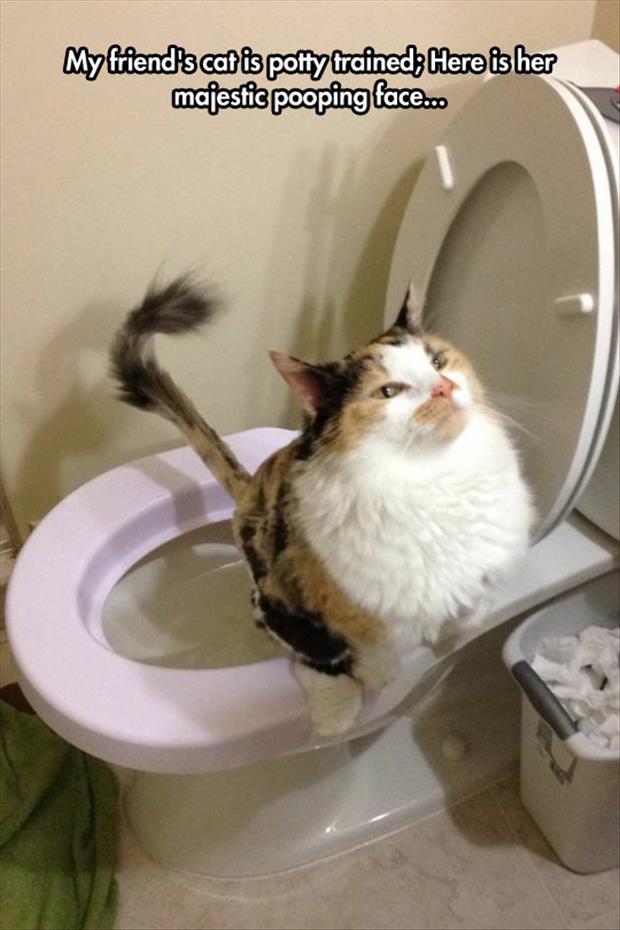 cat pooping in the toilet